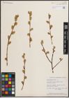 Foto von Salix discolor Muhl.